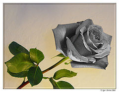 photo "A Stone Flower"