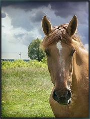 photo "The horse who has made of a landscape the Portrait"