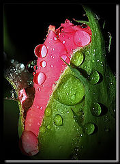 фото "rosa y rocio"