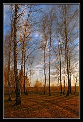 photo "Dance of the autumn birches"