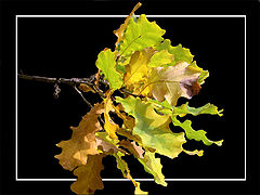 photo "Autumn mood 2"