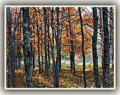 photo "Autumns forest..."