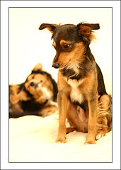 photo "Tenderness...two..."