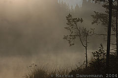 photo "Fog"