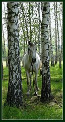 фото "Лошадь"