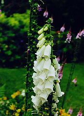 фото "Digitalis(Foxglove)"