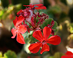 photo "Gina Flowers"