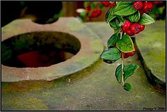photo "... green & red ..."