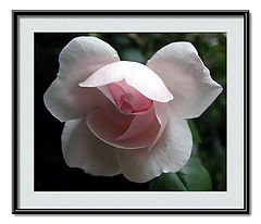 фото "rose with angel wings"
