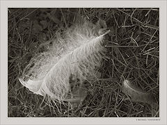 photo "You & Me II"