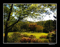 photo "Changing leaves"