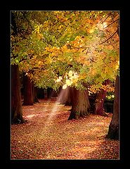 фото "polish gold autumn #2"