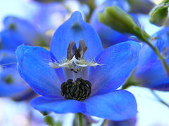 photo "Delfinium"