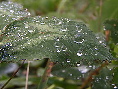 photo "####"