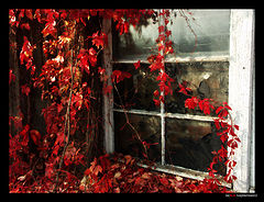 photo "Magic Window #2"