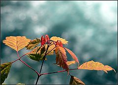 photo "autumn motif"