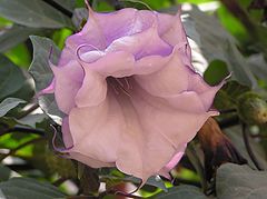 photo "flower"