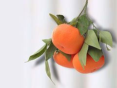 фото "oranges"
