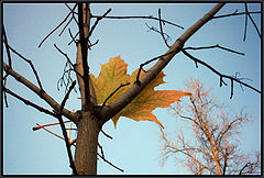 photo "No Future"