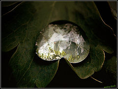 photo "Tear"