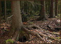 photo "woods..."