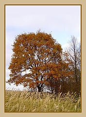 photo "The old oak at the forest edge in autumn"
