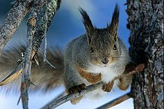 photo "squirrel"