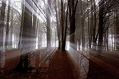 фото "Spirits of Light II"
