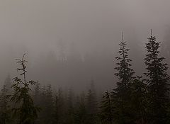 фото "Darker With The Day"