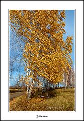 фото "Золотые Локоны"