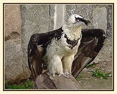 photo "The bearded vulture"