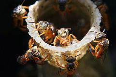 photo "Comunity"