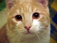 photo "Crying kitten"