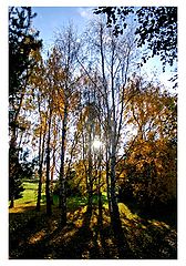 photo "Mood of the fall"