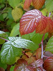 photo "The first frosts"