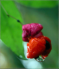 photo "Wahoo for Berenice Kaufmann"
