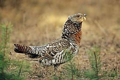 photo "Female capercaillie"