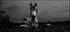 фото "...by night with the white horses"