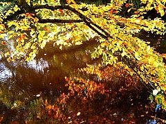 фото "Autum."