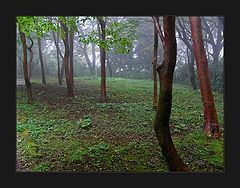 photo "in the forest"