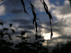 фото "After the rain"