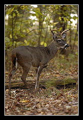 фото "A ruminant of the genus Cervus..."