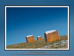 photo "Whole Wheat Shreddies!"