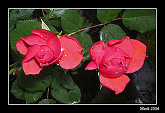 фото "My last flower this year"