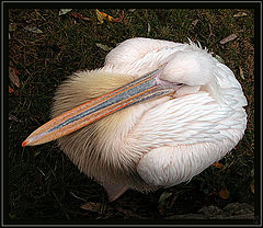 photo "Sword-bird against Sword-fish"