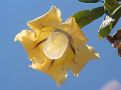 фото "with own light"