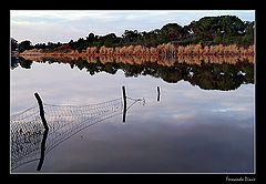 фото "Aquatic fence"
