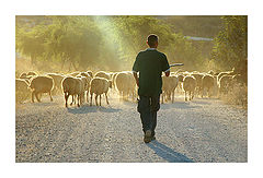 фото "The Good Shepherd"
