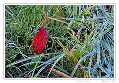 photo "colors of natur"