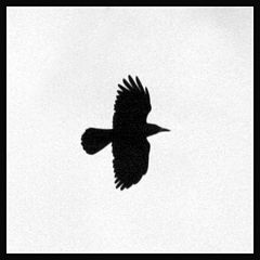 photo "RAVEN"